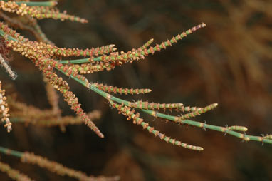 APII jpeg image of Allocasuarina rigida subsp. rigida  © contact APII