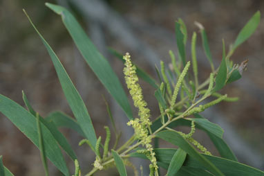 APII jpeg image of Acacia aulacocarpa  © contact APII