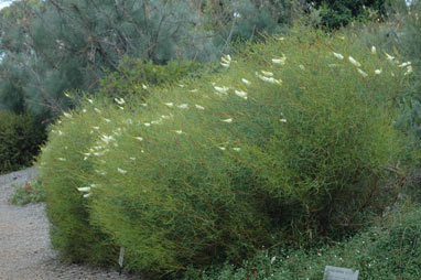 APII jpeg image of Grevillea leucoclada  © contact APII