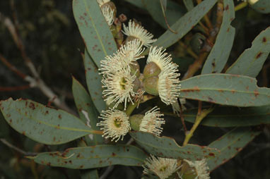 APII jpeg image of Eucalyptus rigens  © contact APII