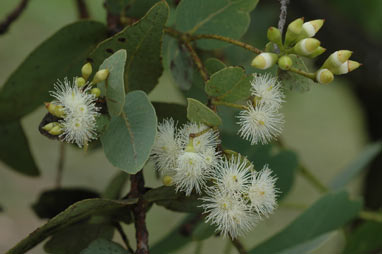 APII jpeg image of Eucalyptus shirleyi  © contact APII