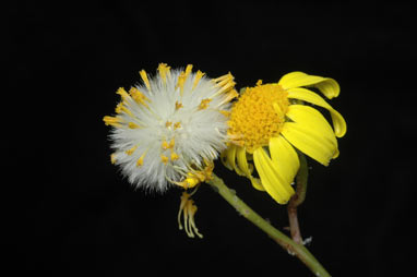 APII jpeg image of Senecio pinnatifolius var. pinnatifolius  © contact APII