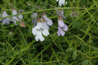 APII jpeg image of Prostanthera spinosa  © contact APII