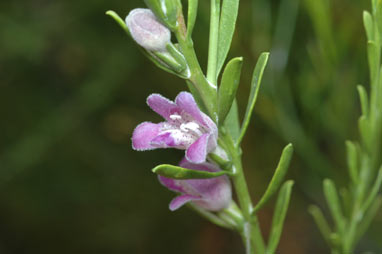 APII jpeg image of Eremophila divaricata subsp. divaricata  © contact APII