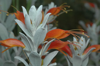 APII jpeg image of Eremophila glabra subsp. elegans  © contact APII