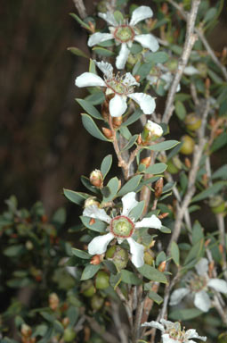 APII jpeg image of Leptospermum coriaceum  © contact APII