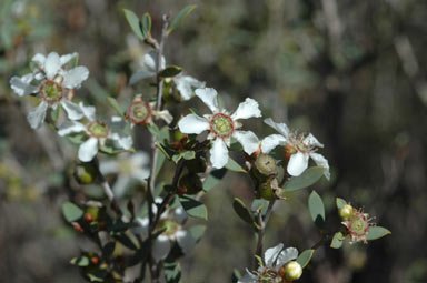 APII jpeg image of Leptospermum coriaceum  © contact APII