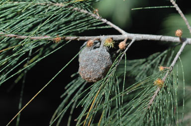 APII jpeg image of Allocasuarina torulosa  © contact APII