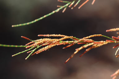 APII jpeg image of Allocasuarina diminuta subsp. diminuta  © contact APII