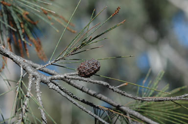 APII jpeg image of Allocasuarina zephyrea  © contact APII