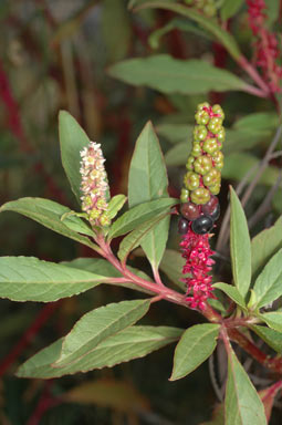 APII jpeg image of Phytolacca octandra  © contact APII