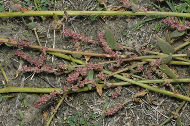 APII jpeg image of Atriplex prostrata  © contact APII