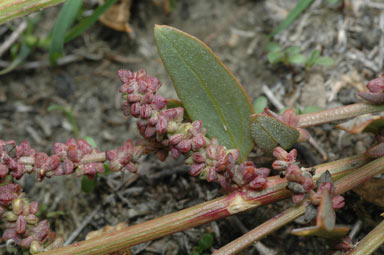 APII jpeg image of Atriplex prostrata  © contact APII