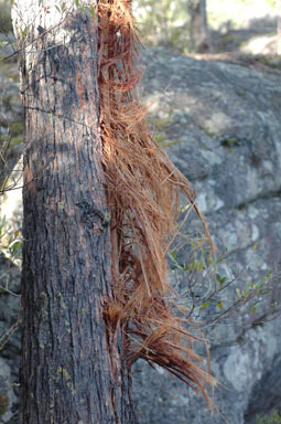 APII jpeg image of Eucalyptus fastigata  © contact APII