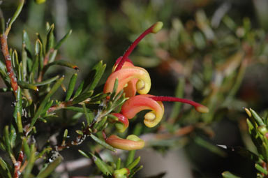 APII jpeg image of Grevillea 'Jubilee'  © contact APII