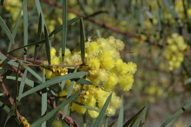 APII jpeg image of Acacia iteaphylla  © contact APII