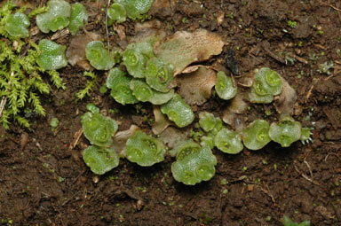 APII jpeg image of Lunularia cruciata  © contact APII