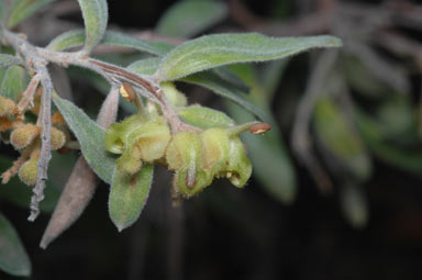 APII jpeg image of Grevillea floribunda 'Delicate Form'  © contact APII