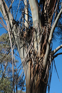 APII jpeg image of Eucalyptus approximans  © contact APII