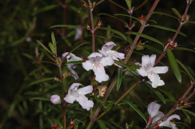 APII jpeg image of Westringia longifolia  © contact APII