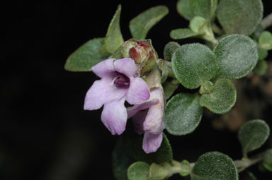 APII jpeg image of Prostanthera latifolia  © contact APII