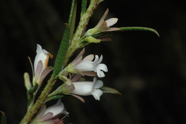 APII jpeg image of Eremophila psilocalyx  © contact APII