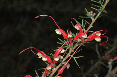 APII jpeg image of Grevillea newbeyi  © contact APII