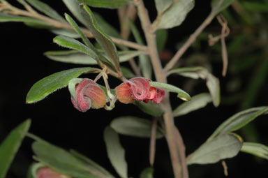 APII jpeg image of Grevillea arenaria  © contact APII