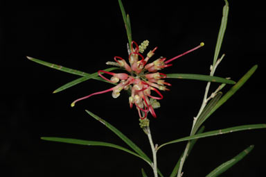 APII jpeg image of Grevillea 'Sid Reynolds'  © contact APII