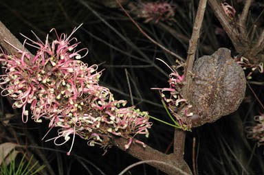 APII jpeg image of Hakea bakeriana  © contact APII