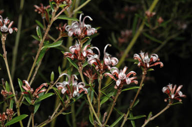 APII jpeg image of Grevillea sphacelata  © contact APII