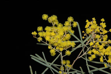 APII jpeg image of Acacia boormanii  © contact APII