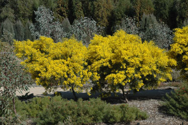 APII jpeg image of Acacia cardiophylla  © contact APII