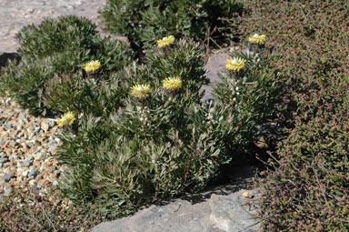 APII jpeg image of Isopogon anemonifolius 'Little Drumsticks'  © contact APII