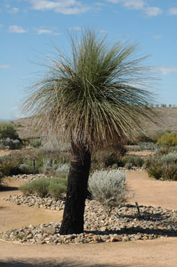 APII jpeg image of Xanthorrhoea preissii  © contact APII