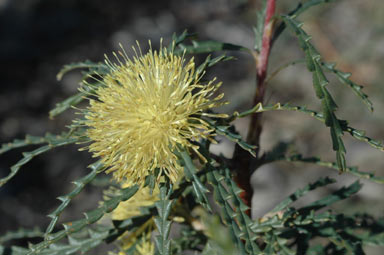 APII jpeg image of Banksia polycephala  © contact APII