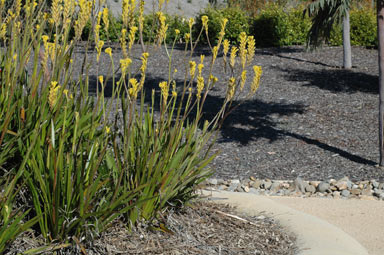 APII jpeg image of Anigozanthos 'Bush Gold'  © contact APII