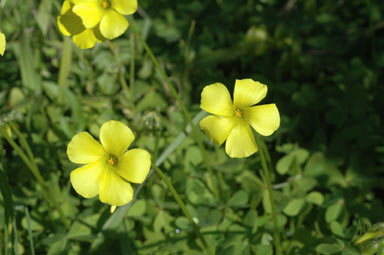 APII jpeg image of Oxalis pes-caprae  © contact APII