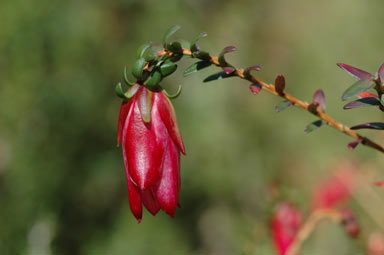 APII jpeg image of Darwinia macrostegia  © contact APII