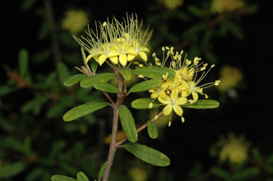 APII jpeg image of Phebalium squamulosum subsp. squamulosum  © contact APII