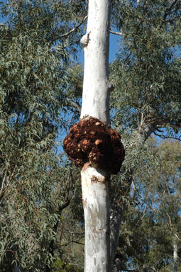 APII jpeg image of Eucalyptus mannifera  © contact APII