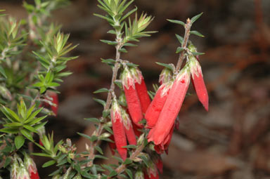 APII jpeg image of Epacris sp. nov. aff impressa  © contact APII