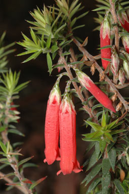 APII jpeg image of Epacris sp. nov. aff impressa 'Evans Hill'  © contact APII