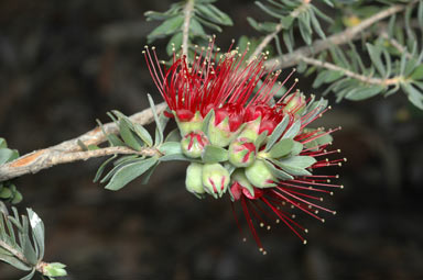 APII jpeg image of Kunzea pulchella  © contact APII