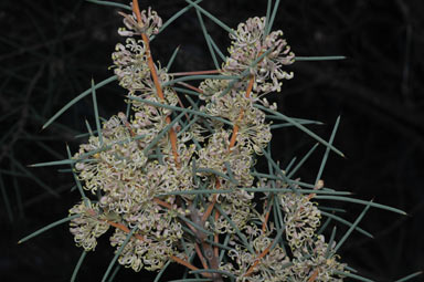 APII jpeg image of Hakea recurva  © contact APII