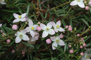 APII jpeg image of Boronia muelleri 'Sunset Serenade'  © contact APII