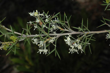 APII jpeg image of Grevillea sp. nov.  © contact APII