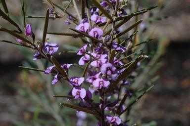 APII jpeg image of Hovea similis  © contact APII