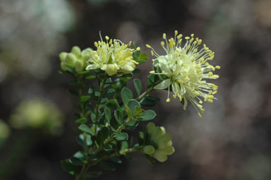 APII jpeg image of Leionema rotundifolium  © contact APII