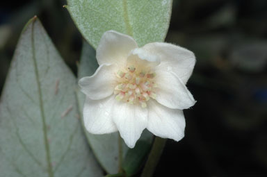 APII jpeg image of Atherosperma moschatum  © contact APII